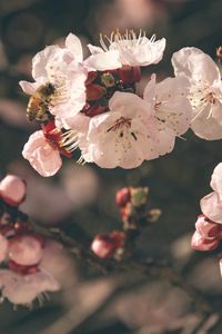 Превью обои цветы, цветение, пчела, опыление, весна