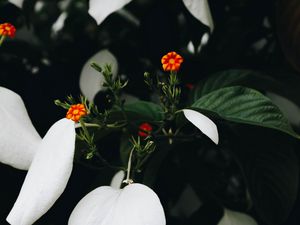 Превью обои цветы, цветение, растение, листья, цветок