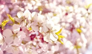 Превью обои цветы, цветение, розовый, весна