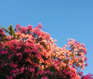 Превью обои цветы, цветение, розовый, кусты