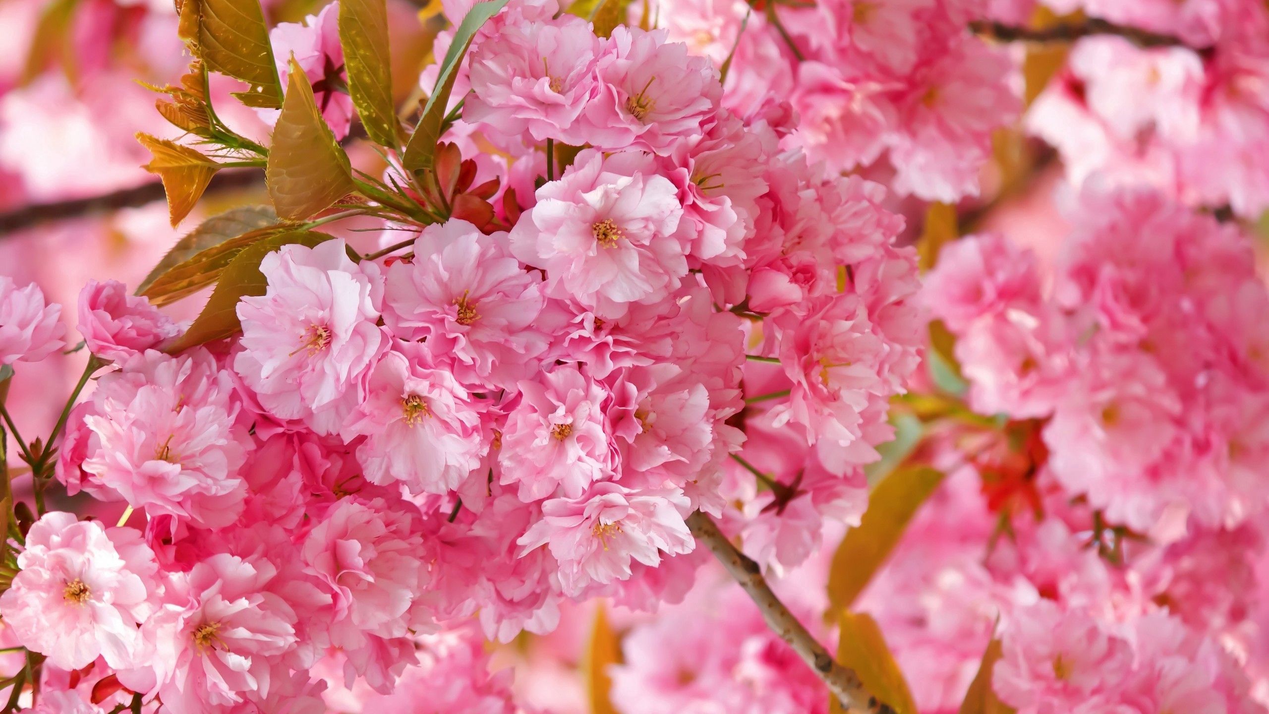 Розовые цветы в мае