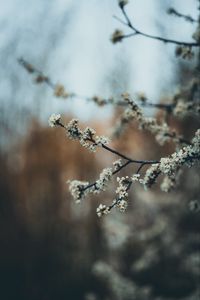 Превью обои цветы, цветение, сад, весна