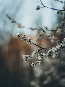 Превью обои цветы, цветение, сад, весна