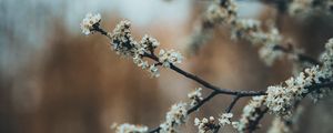 Превью обои цветы, цветение, сад, весна