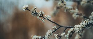 Превью обои цветы, цветение, сад, весна