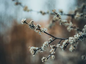 Превью обои цветы, цветение, сад, весна