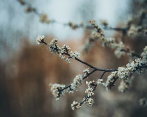 Превью обои цветы, цветение, сад, весна
