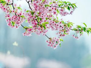 Превью обои цветы, цветение, сад, яблоня