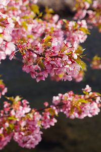 Превью обои цветы, цветение, сад, розовый