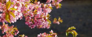 Превью обои цветы, цветение, сад, розовый