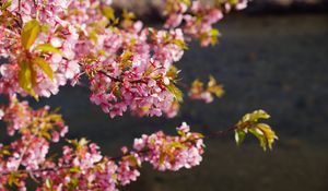 Превью обои цветы, цветение, сад, розовый