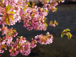 Превью обои цветы, цветение, сад, розовый