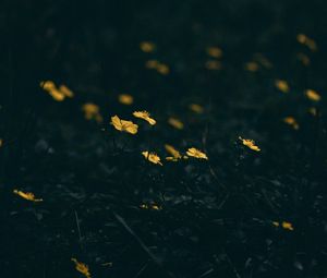 Превью обои цветы, цветение, трава, желтый