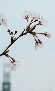 Превью обои цветы, цветение, весна