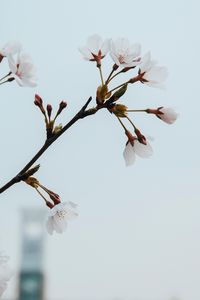 Превью обои цветы, цветение, весна