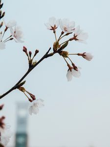 Превью обои цветы, цветение, весна