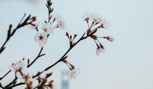 Превью обои цветы, цветение, весна