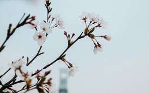Превью обои цветы, цветение, весна