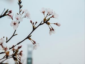 Превью обои цветы, цветение, весна