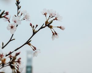Превью обои цветы, цветение, весна