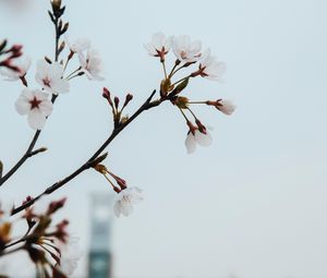 Превью обои цветы, цветение, весна