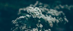 Превью обои цветы, цветение, весна