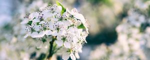 Превью обои цветы, цветение, весна, ветка