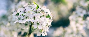 Превью обои цветы, цветение, весна, ветка