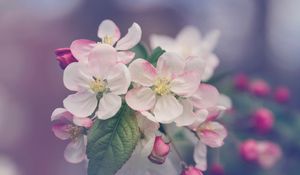 Превью обои цветы, цветение, весна, дерево