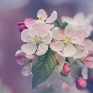 Превью обои цветы, цветение, весна, дерево