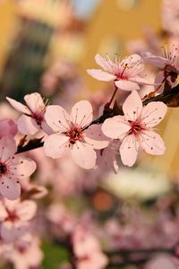 Превью обои цветы, цветение, весна, ветка