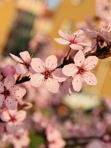 Превью обои цветы, цветение, весна, ветка