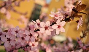 Превью обои цветы, цветение, весна, ветка