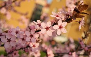 Превью обои цветы, цветение, весна, ветка