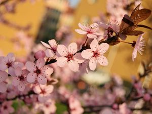 Превью обои цветы, цветение, весна, ветка