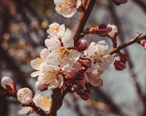 Превью обои цветы, цветение, весна, ветка, крупным планом