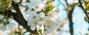 Превью обои цветы, цветение, весна, ветка, размытость