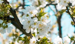 Превью обои цветы, цветение, весна, ветка, размытость