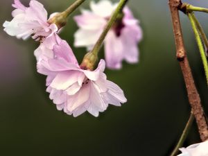 Превью обои цветы, цветение, весна, цветы сливы, розовый