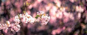 Превью обои цветы, цветение, весна, розовый, размытие