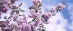 Превью обои цветы, цветение, весна, ветка, небо, облака