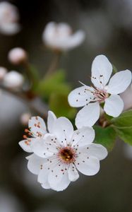 Превью обои цветы, цветение, весна, листья