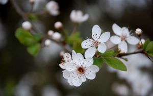 Превью обои цветы, цветение, весна, листья