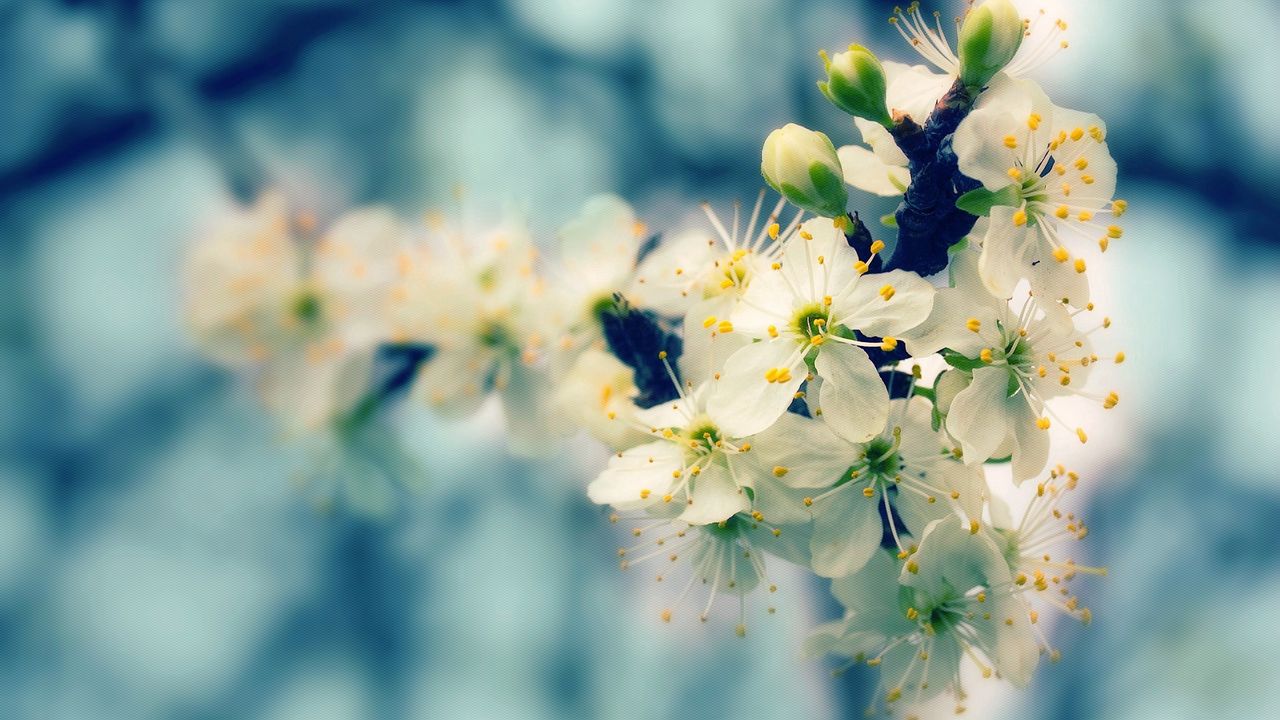 Обои цветы, цветение, весна, блики, дерево