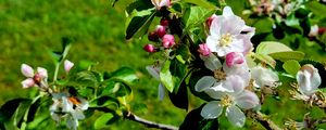 Превью обои цветы, цветение, ветка, листья, лепестки, весна