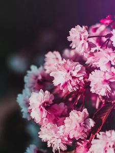 Превью обои цветы, цветение, ветка, розовый, размытость