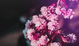 Превью обои цветы, цветение, ветка, розовый, размытость