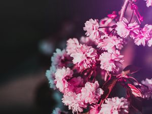 Превью обои цветы, цветение, ветка, розовый, размытость