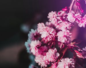 Превью обои цветы, цветение, ветка, розовый, размытость