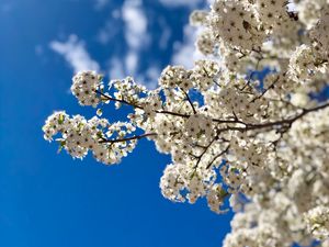 Превью обои цветы, цветение, ветка, весна, небо